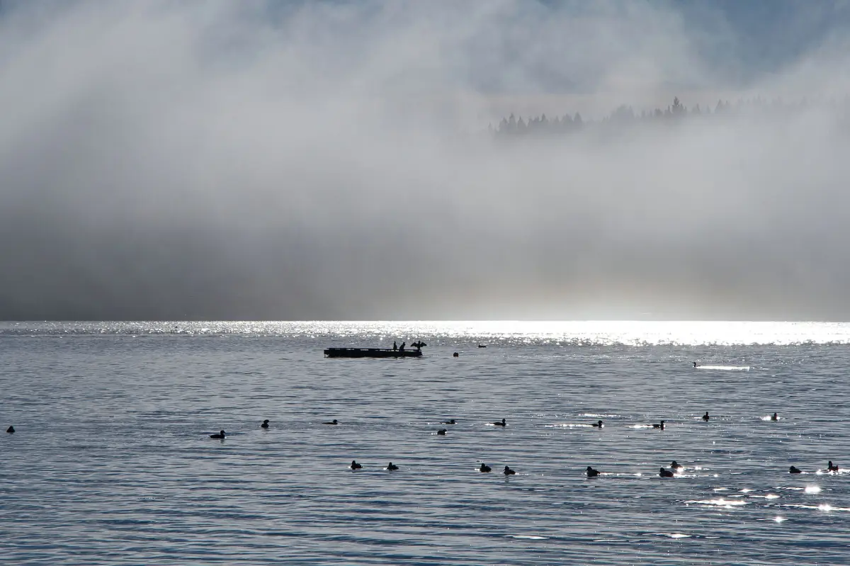 Morgennebel über einer grauen Bucht mit einem kleinen Boot und schwimmenden Seevögeln