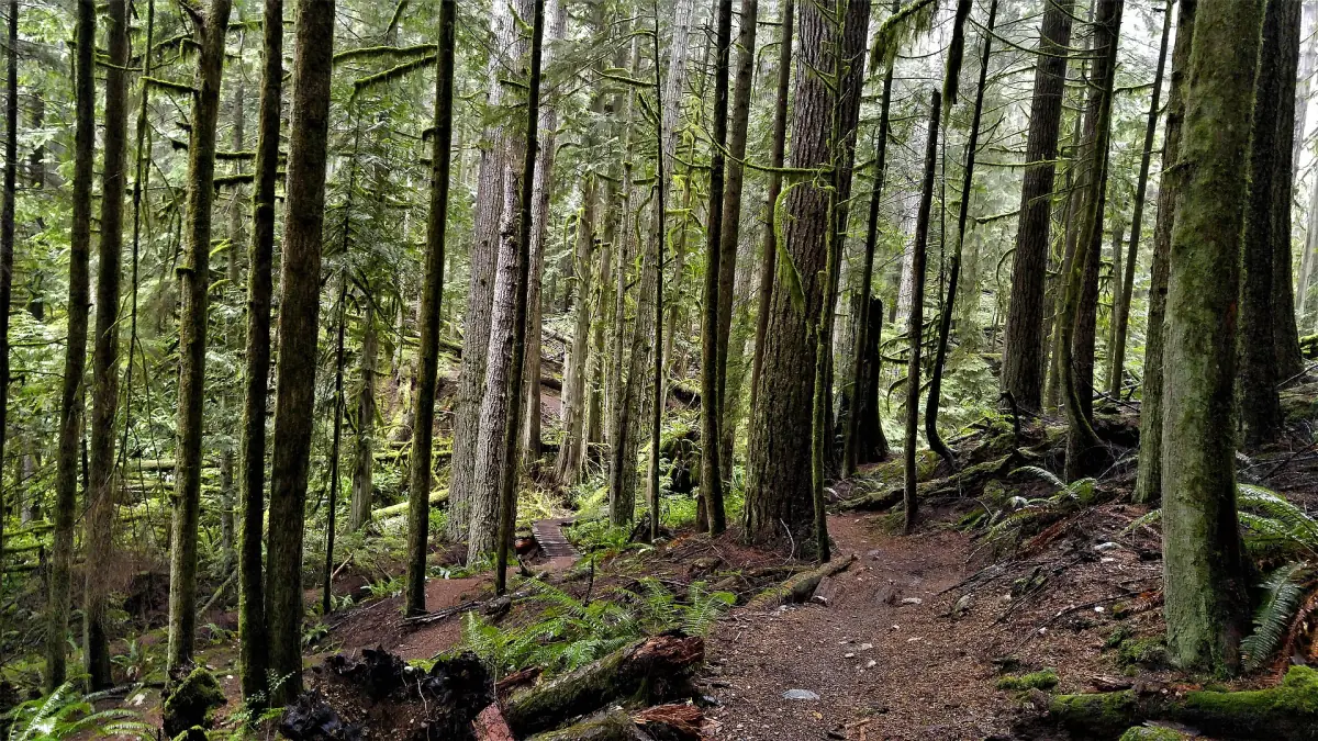 Wanderweg durch hohen Küstenwald an der Sunshine Coast
